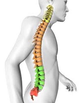What about Chiropractors?